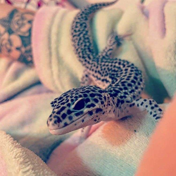 Noodle the Leopard Gecko Picture: @life_of_john_noodle_n_shirley (47853115)