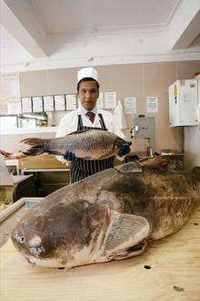 Sani Globe Foods in Luton has had a 57kg catfish delivered for a customer. Riyadh Hossain holding a 'large fish' they normally sell.