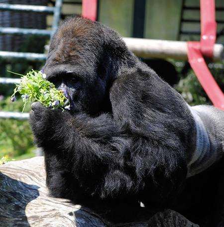 Gorillas enjoy a snack of violas