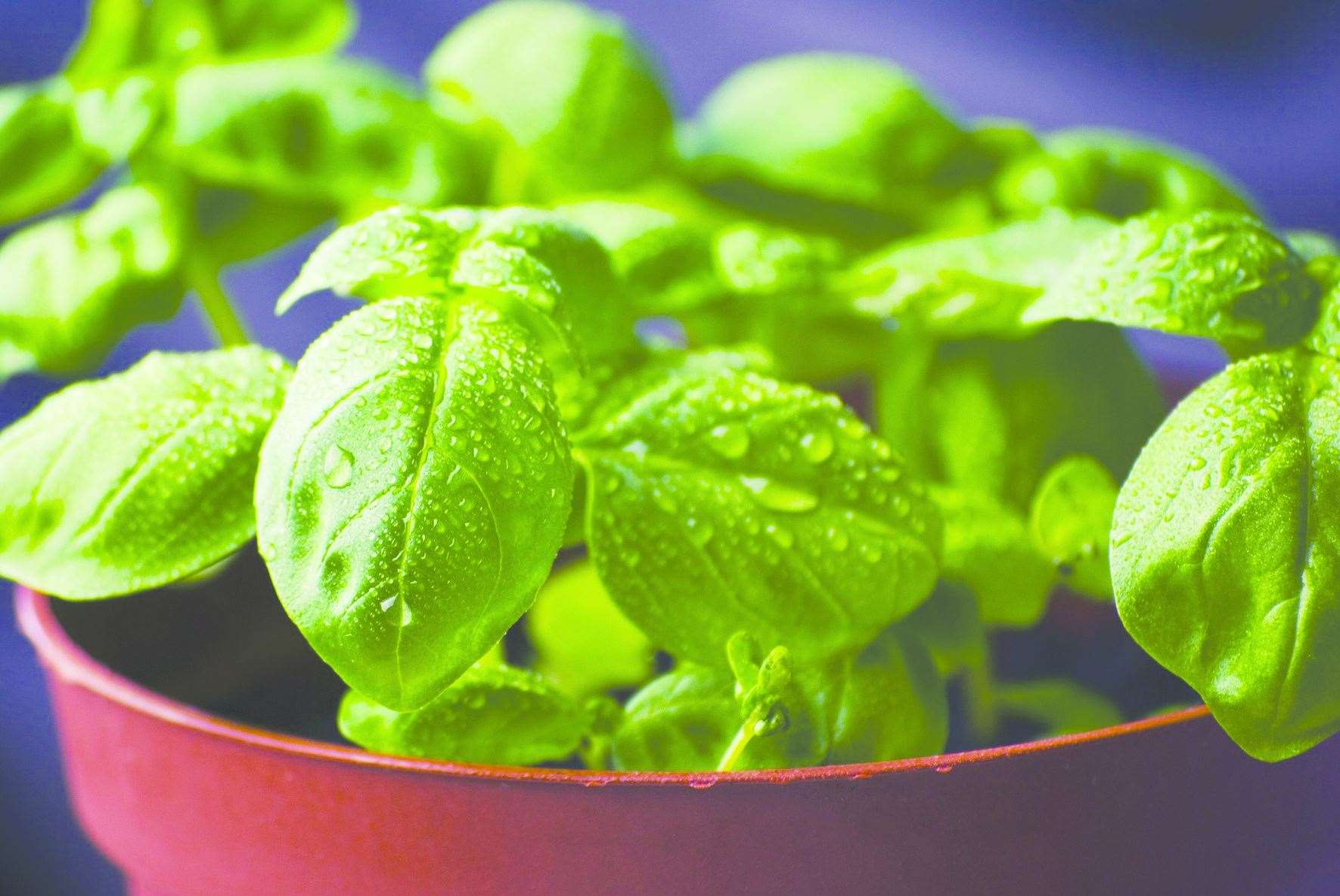 Budding chefs can put those mint plants to good use and double them up as spider repellents