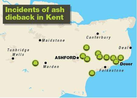 Cases of ash dieback in Kent - November 7