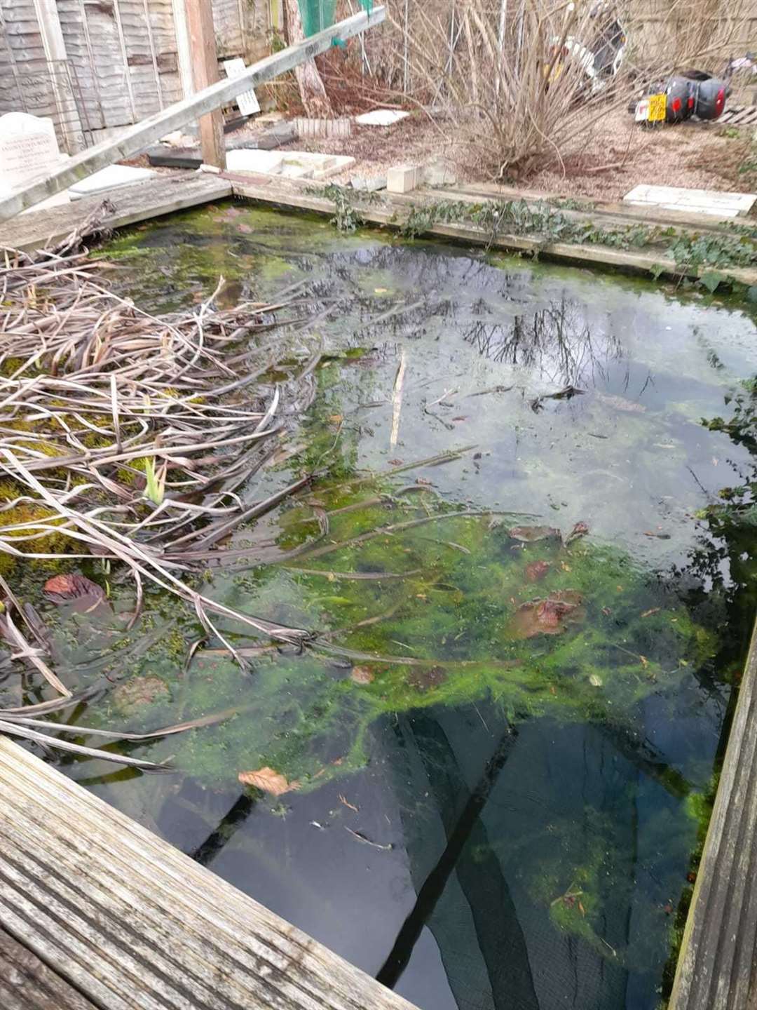 The pond at The Bull Inn pub in East Farleigh, which is subject to an animal welfare investigation (60904898)