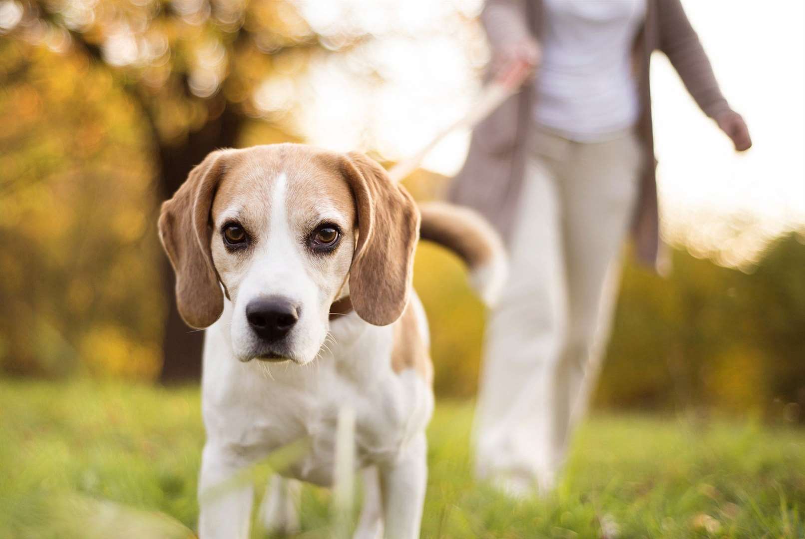 By law, dogs must be on a lead at this time of year on open access land. Image: iStock.