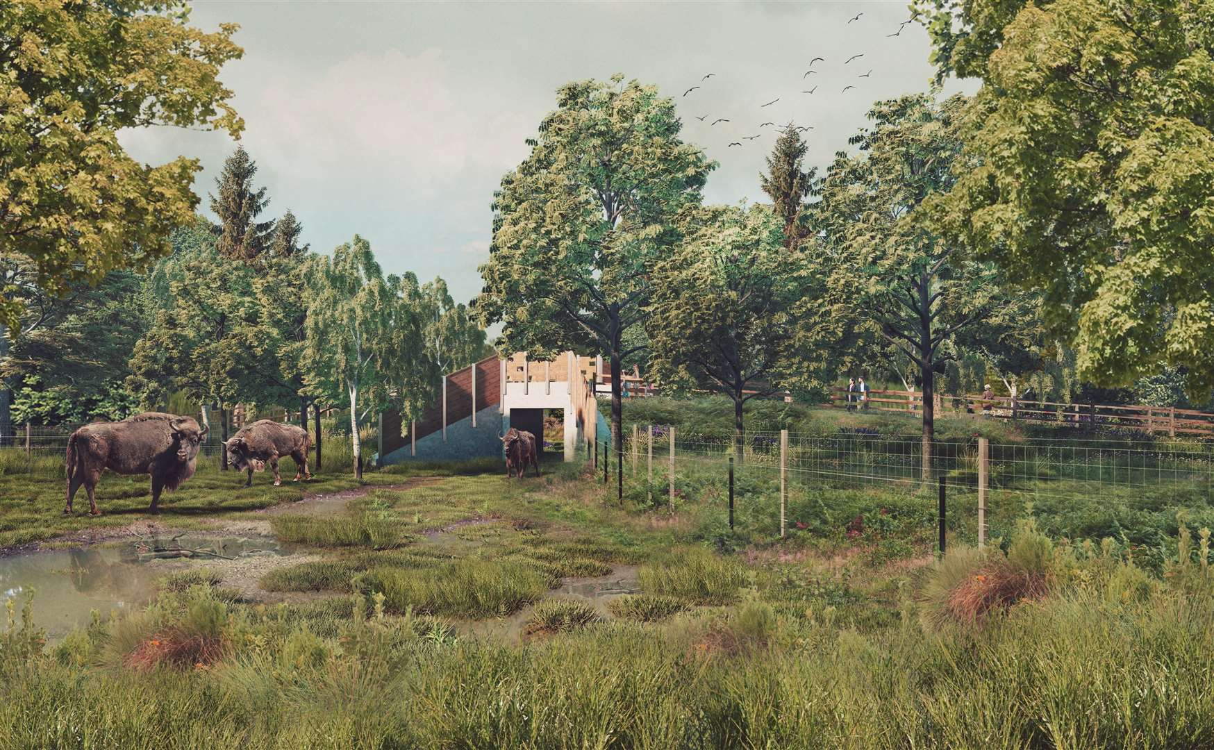 The proposed bison bridges are set to cost £250,000 to build and will allow the bison to explore a wider grazing area. Picture: Russell Perry Visual Studio