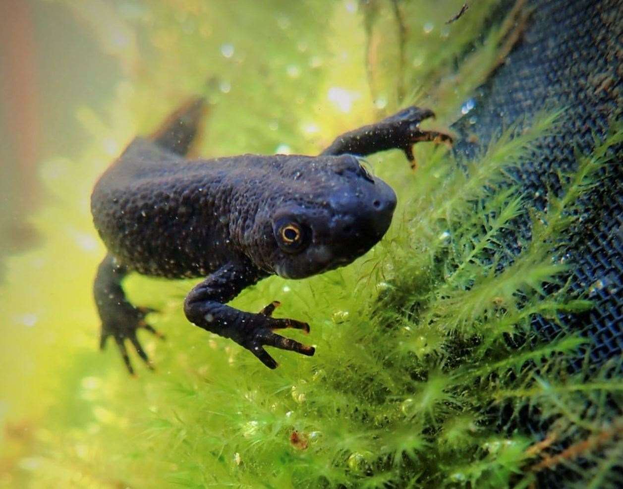 A female great crested newt. Picture: Chantelle Warriner