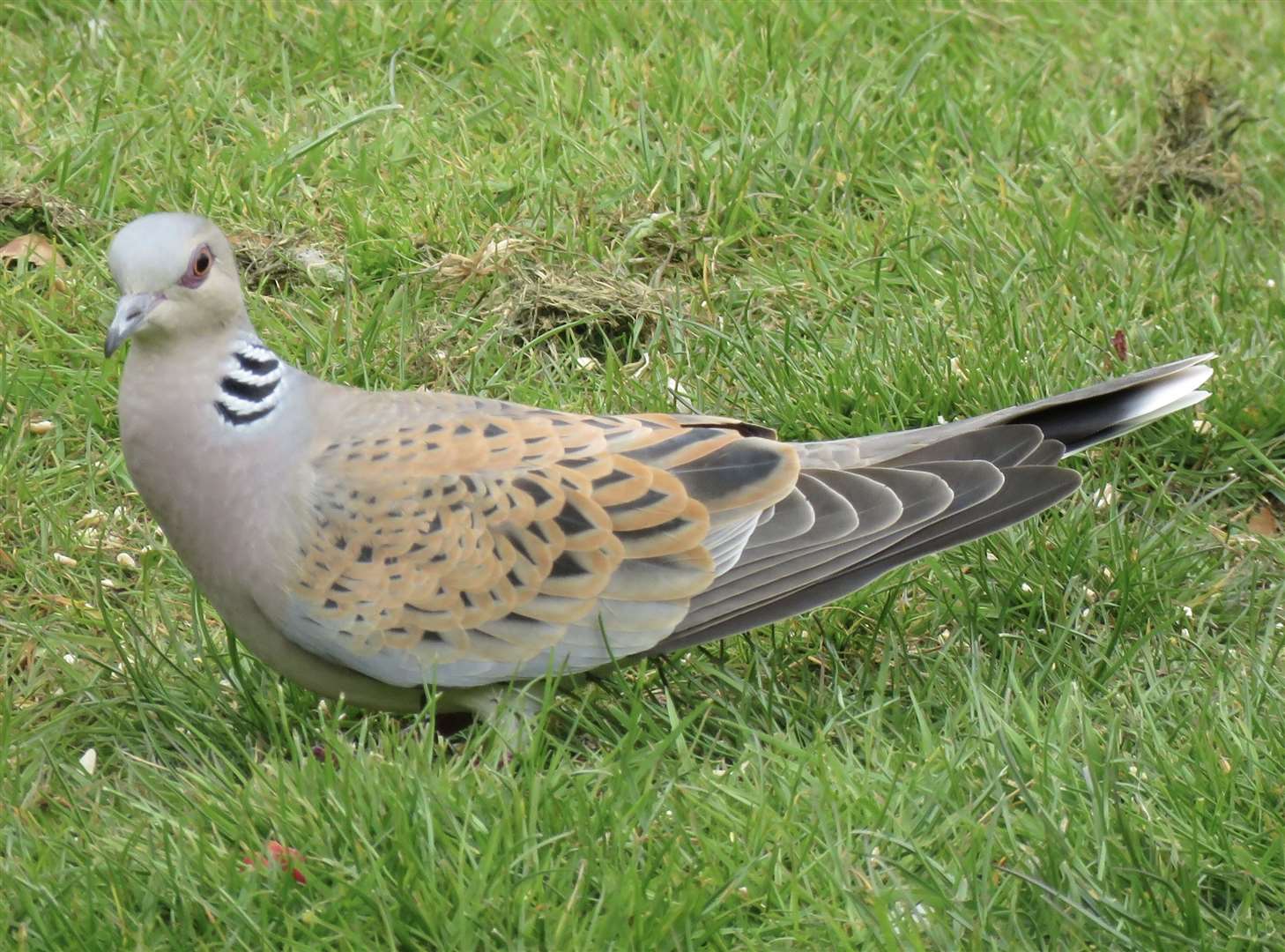 John Brewin got close enough to the turtle dove to photograph it