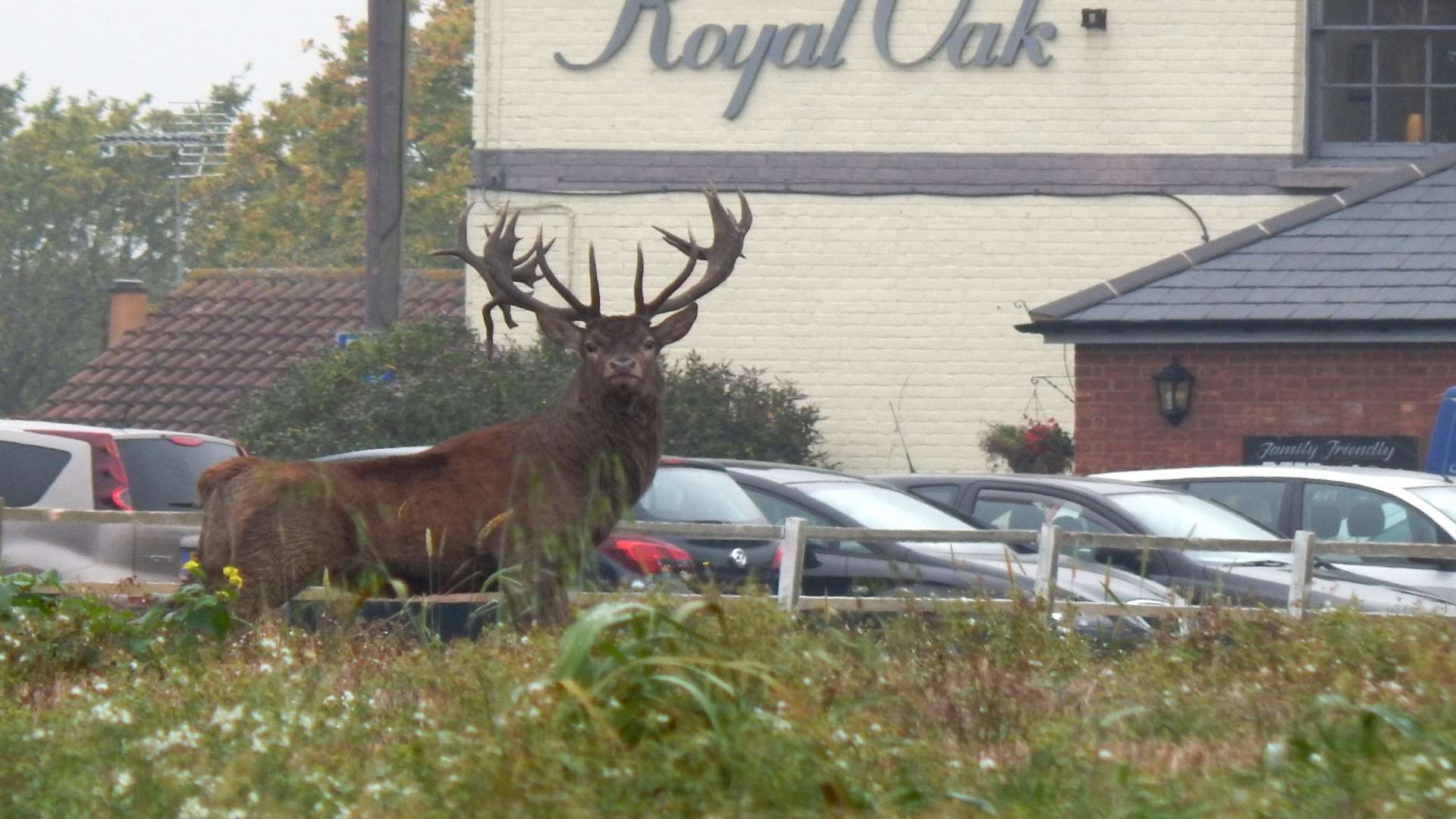 Nelson the stag popped by the Royal Oak at Blean