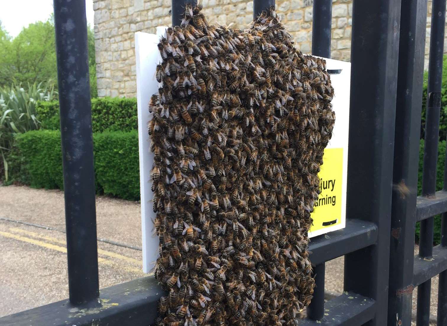 The swarm of bees was spotted in Barming. Pic courtesy of Ashford Pest Control