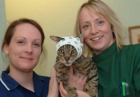 Curious George with veterinary nurse Anna Sargent and vet Gail Smith. Picture: GARY BROWNE