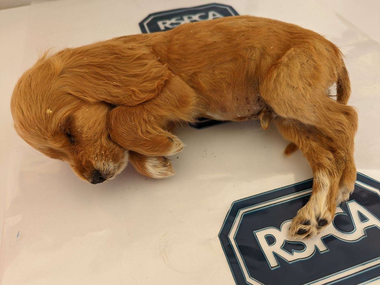 The golden cocker spaniel pup was found on Friday, August 19, four days before another was found on the roadside.. Picture: RSPCA