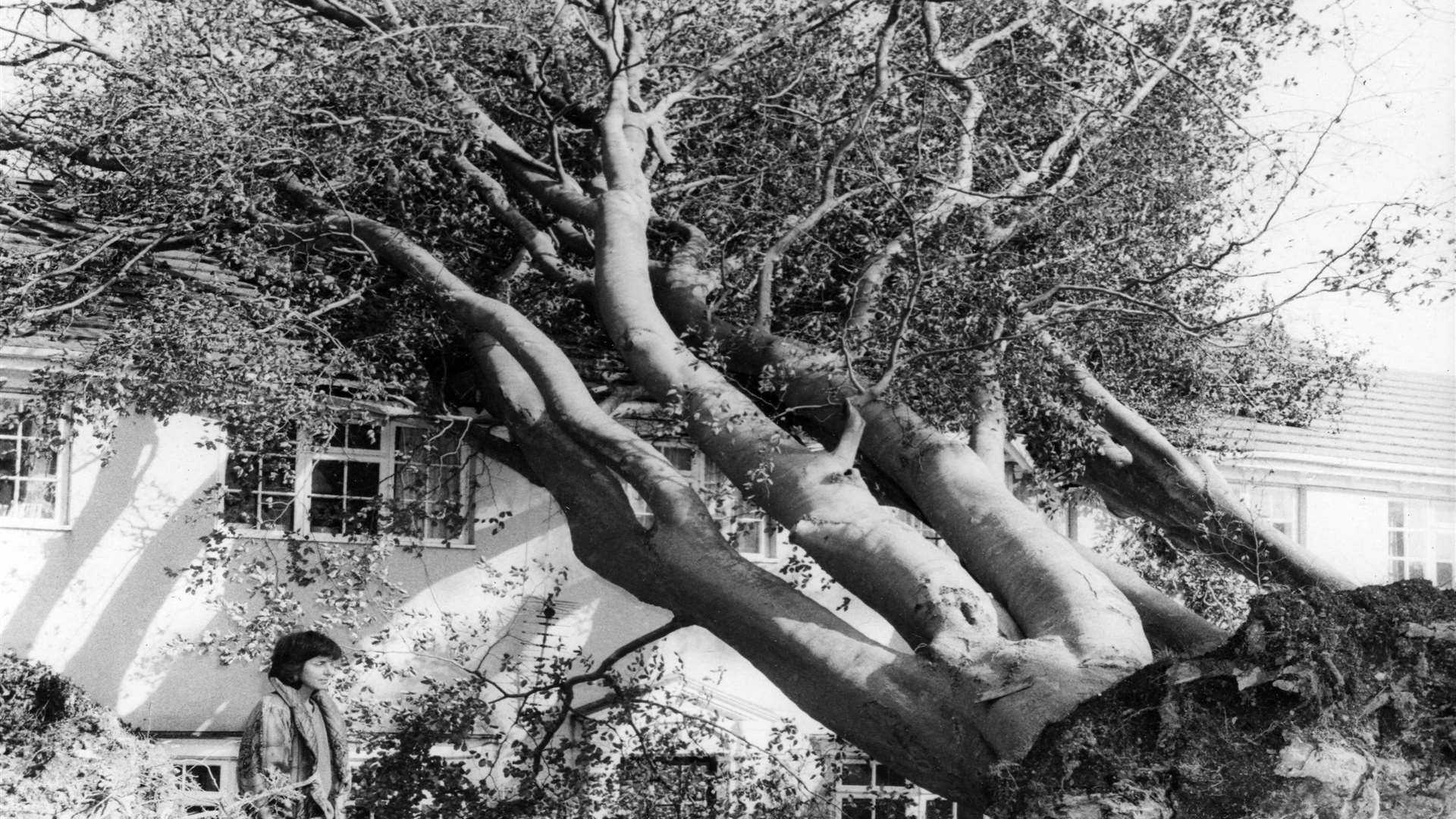 The fallen tree at Channel Lea, Walmer, showing householder Elizabeth Maltrap. Picture by the late Mercury photographer Basil Kidd