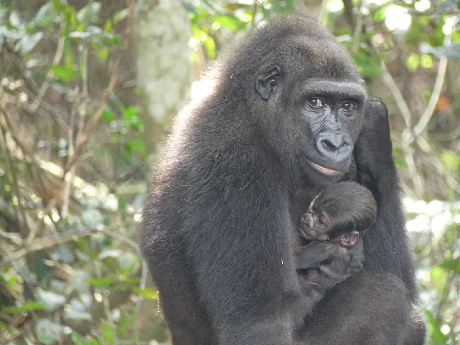 Mayombe and her new baby gorilla. Photo: Aspinall Foundation