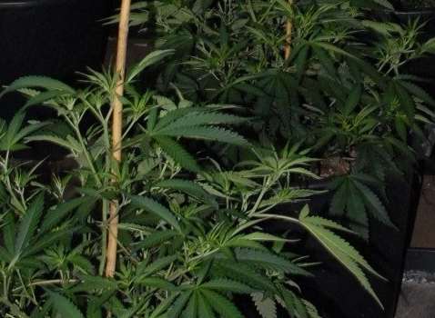 Cannabis farm. Stock photo