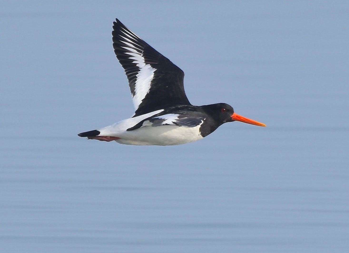 Cllr Ashley Clark says there have been reports of dogs disturbing wildlife. Pictured: An oystercatcher flying over the sea in Whitstable. Picture: Ashley Clark