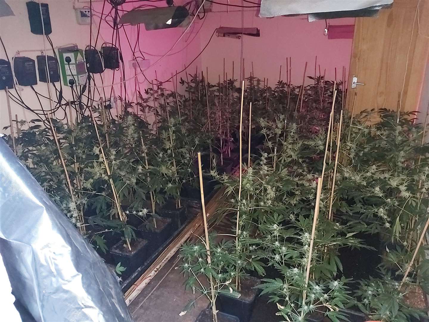 The plants were discovered in an industrial unit in Swanley. Picture: Kent Police
