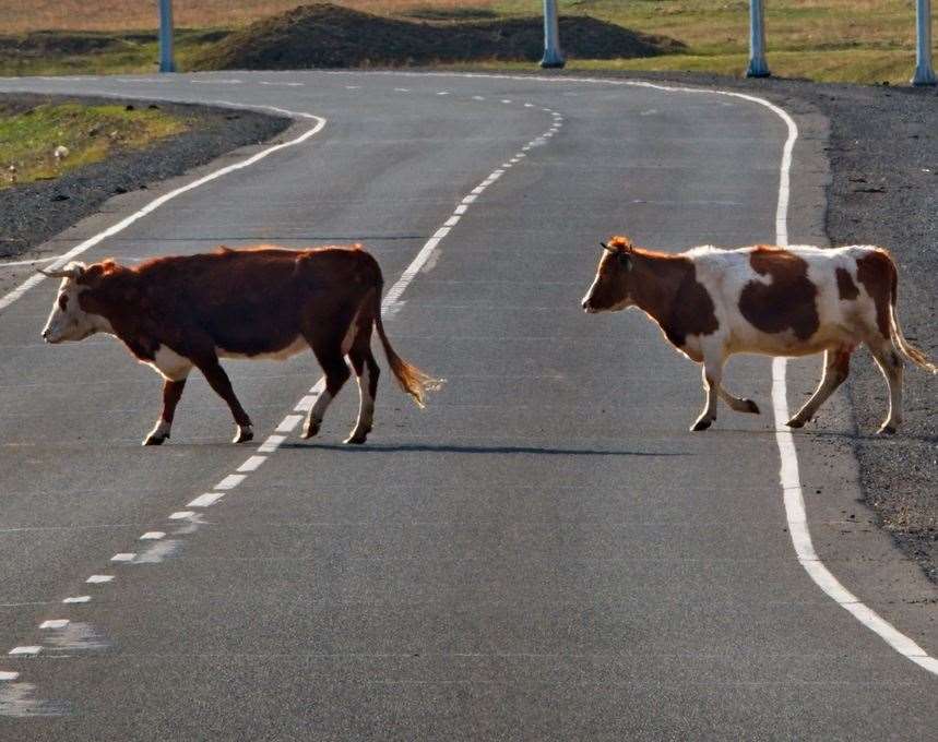 Around 20 cows are loose on the M26. Library image.