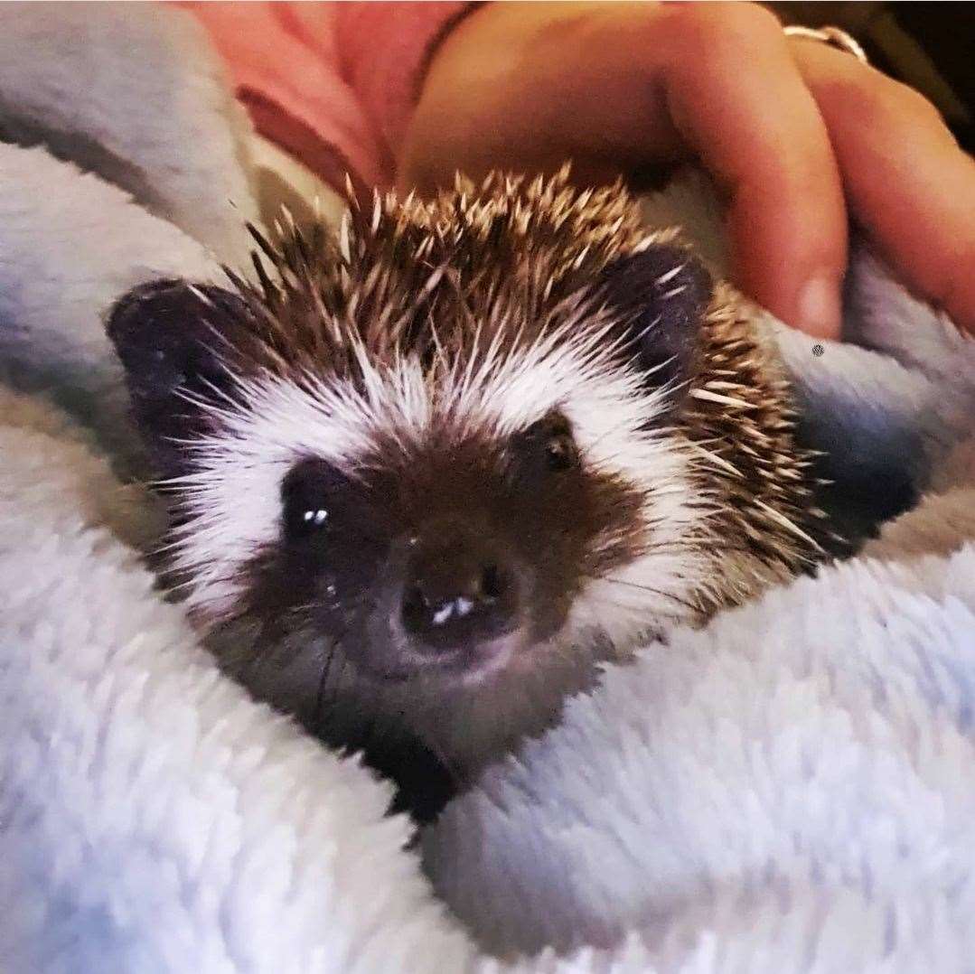 Sir Quilliam is a 19 week old African Pygmy Hedgehog