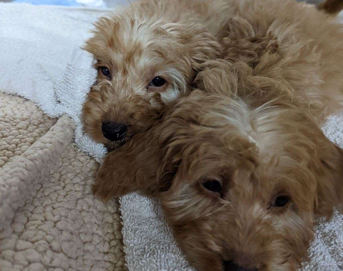 Three young puppies were crammed inside a domestic food waste bin and abandoned in a Kent country park after presumably ‘failing to sell’. Picture: RSPCA.