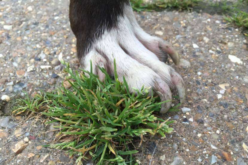 His nails were overgrown.