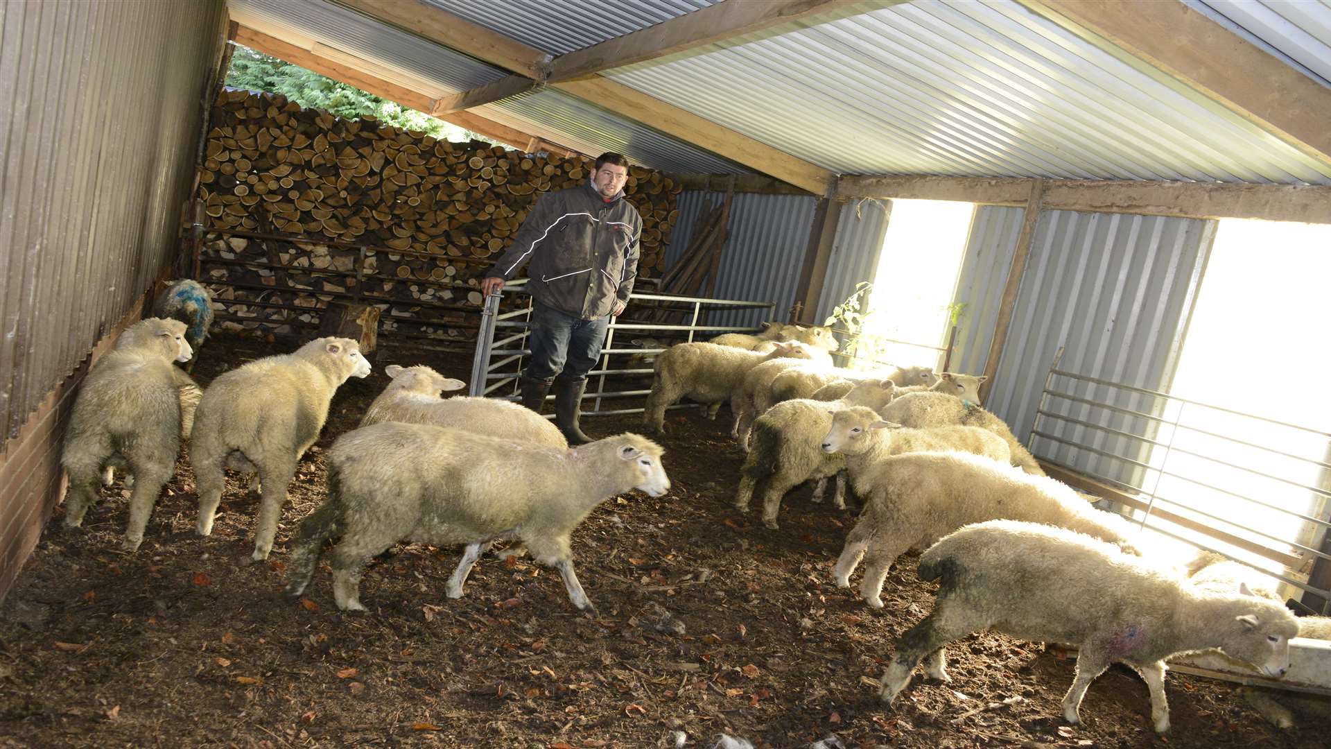 Farmer Alex Pynn said the sheep that survived were shocked and wounded