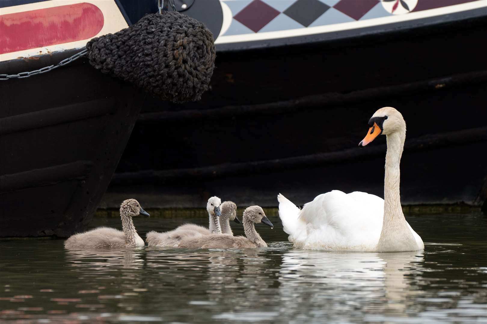 Canals are a home for wildlife while offering green space for people (Joe Giddens/PA)