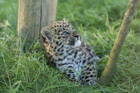 One of the Amur leopard twins, who are yet to be named. Picture: Andy Porter