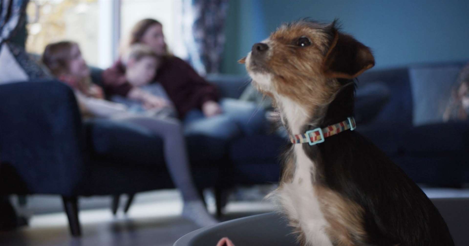 Peanut the puppy, from Tunbridge Wells, appeared in the RSPCA's Christmas video. Picture: RSPCA