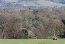 A scene from Mote Park. Picture: John Westhrop