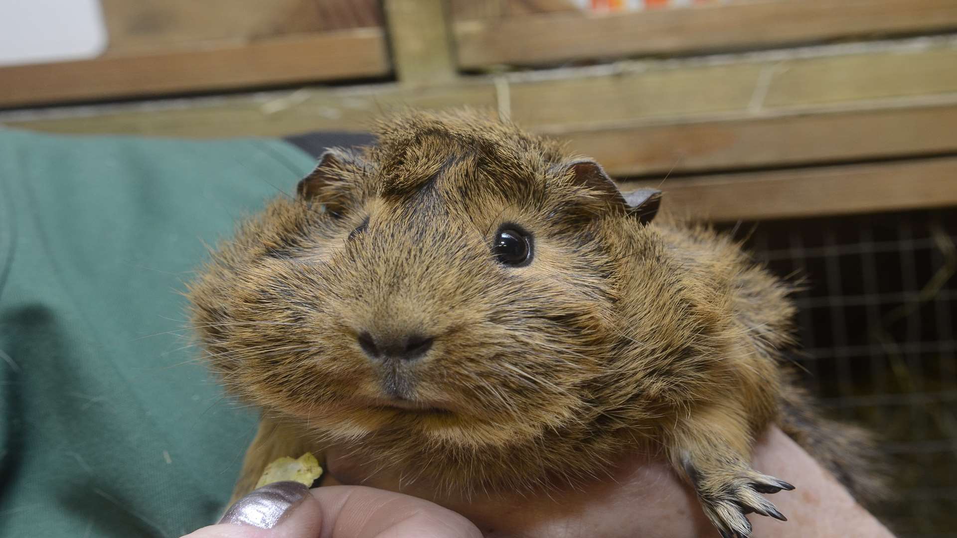 Talulah at the April Lodge Guinea Pig Rescue in Eastry
