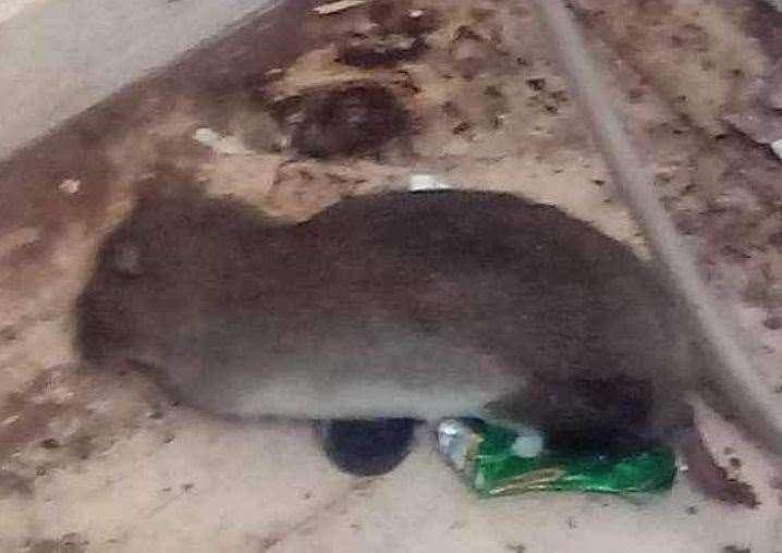 One of the rodents, this one found dead at Lily-May Heywood’s home. Picture: Hayley Atherton
