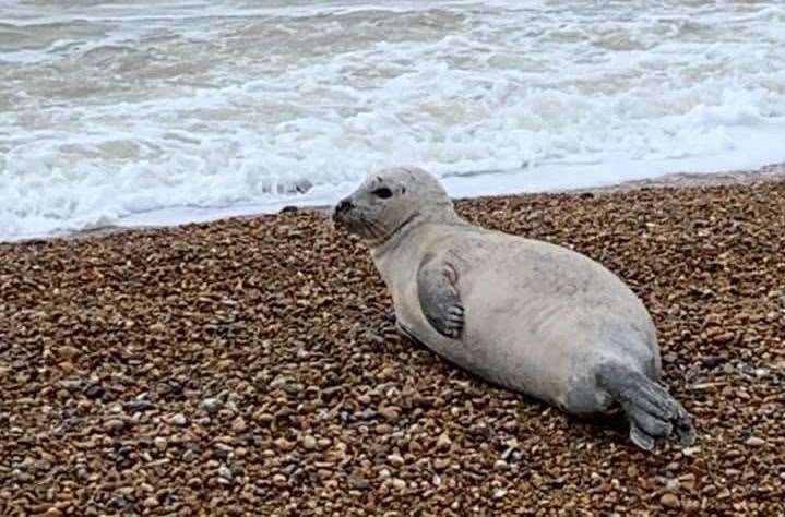 Jonathan Mallalieu captured this photo of the Seal at Hythe
