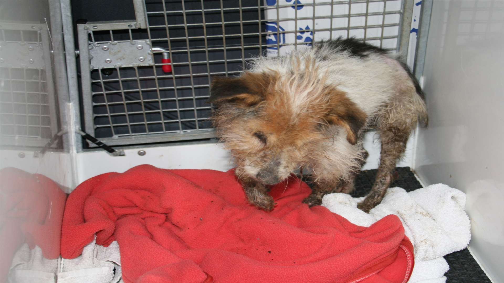 Frances after being rescued. Photo: RSPCA