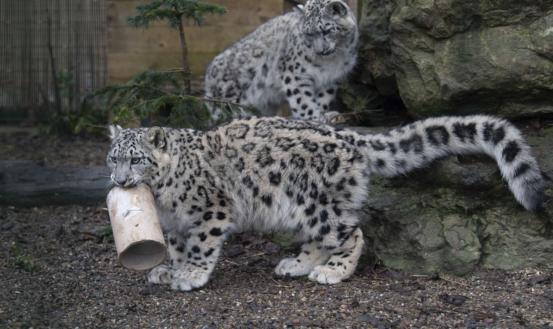 Snow leopard cubs at the Kent sanctuary. Picture: Alma Leaper