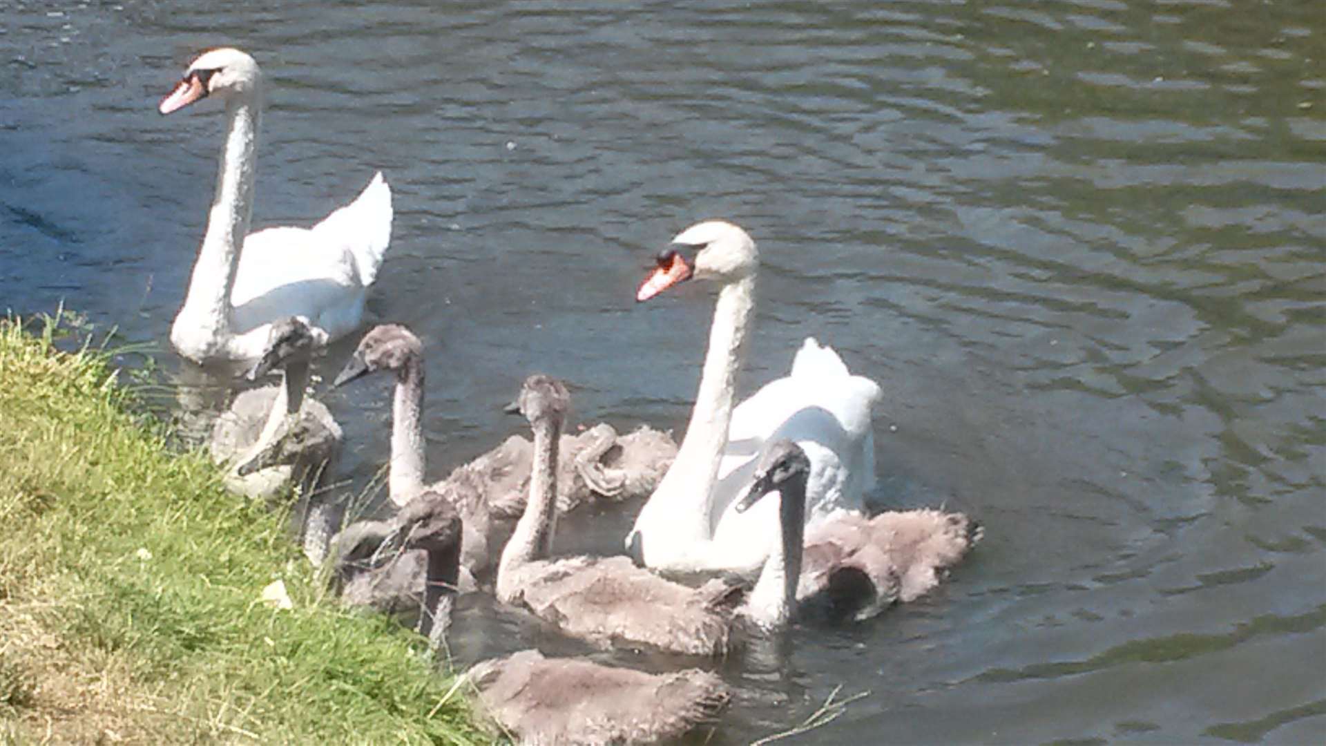 Give the swans a wave as you cycle past them on your ride around the canal