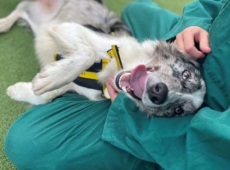 Nan the border collie. Picture: Dogs Trust