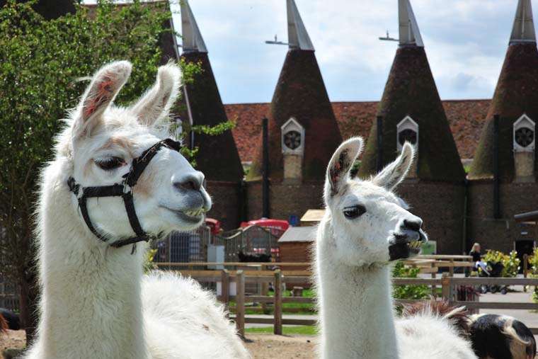 See animals at the Hop Farm Family Park too