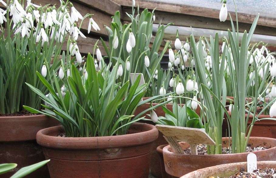 The private garden at Copton Ash will open for snowdrop season. Picture: National Garden Scheme