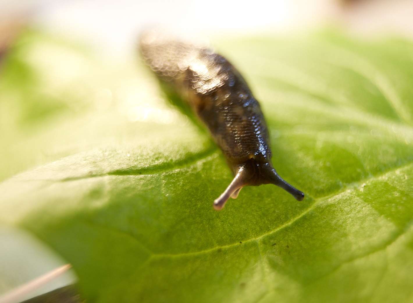 Gardeners could see an influx of slugs this summer