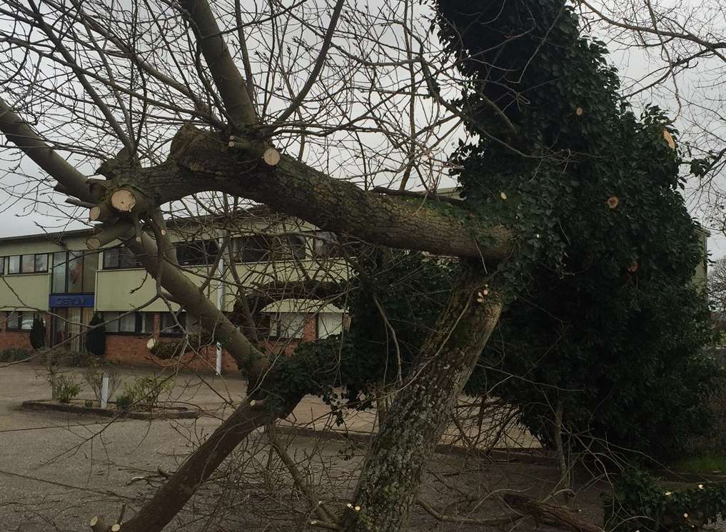 The tree that crashed down outside an Appledore Road firm