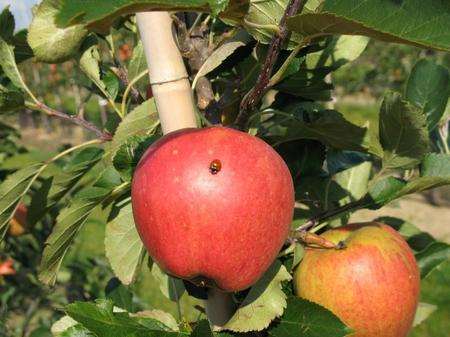 Kent-grown Rubens apples