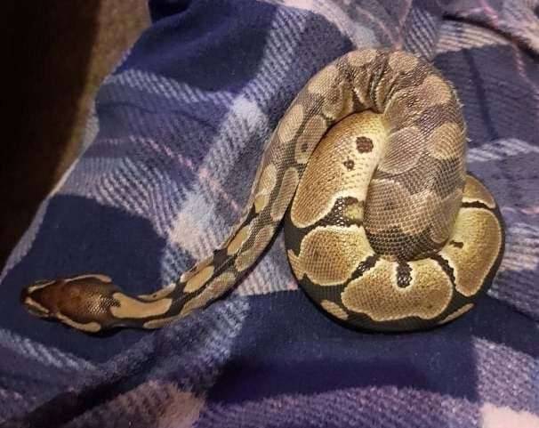 Clio the ball python has gone missing in Margate. Picture: Tracey Lamb