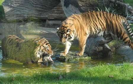 COURTSHIP: Amir and Indah are still getting to know each other. Picture: BARRY DUFFIELD
