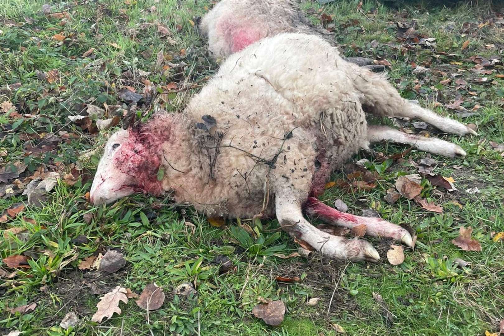 A sheep killed in a dog attack in Canterbury. Photo: Kent Wildlife Trust