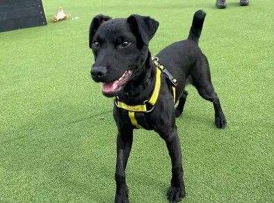 Rodeo the Patterdale terrier. Picture: Dogs Trust