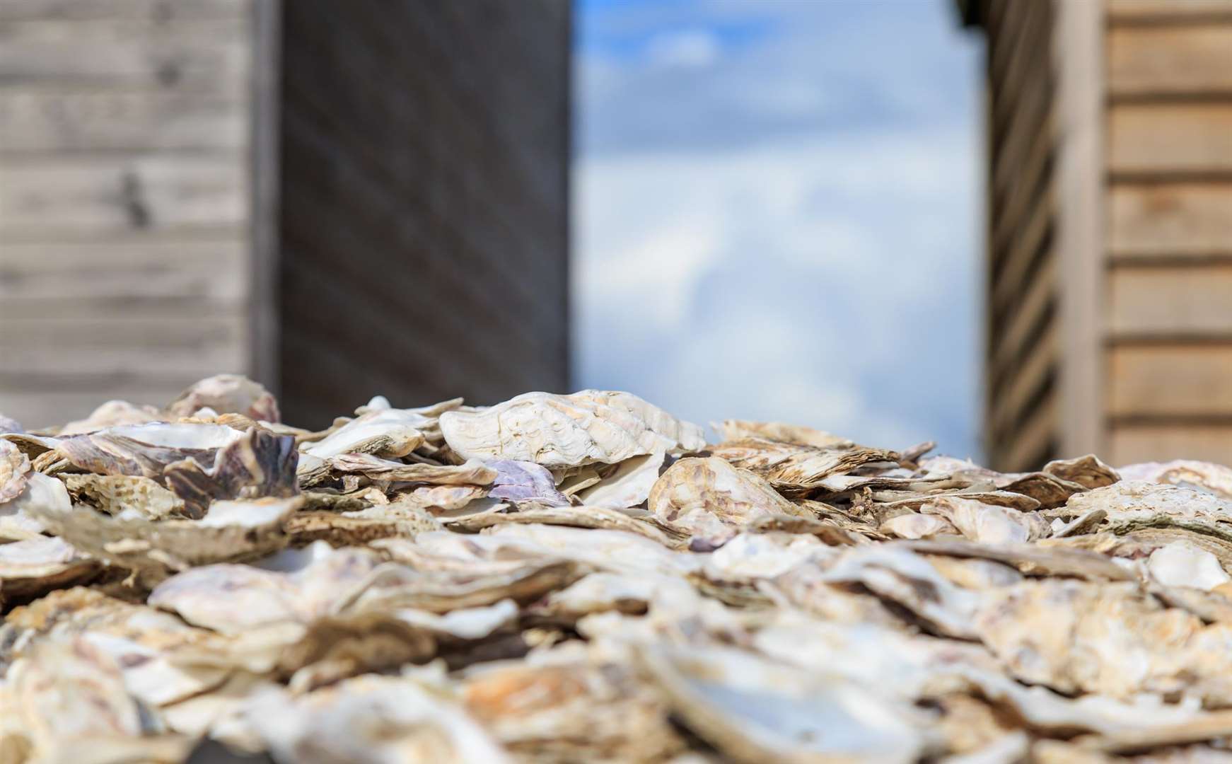 The oyster will be celebrated in Whitstable this weekend