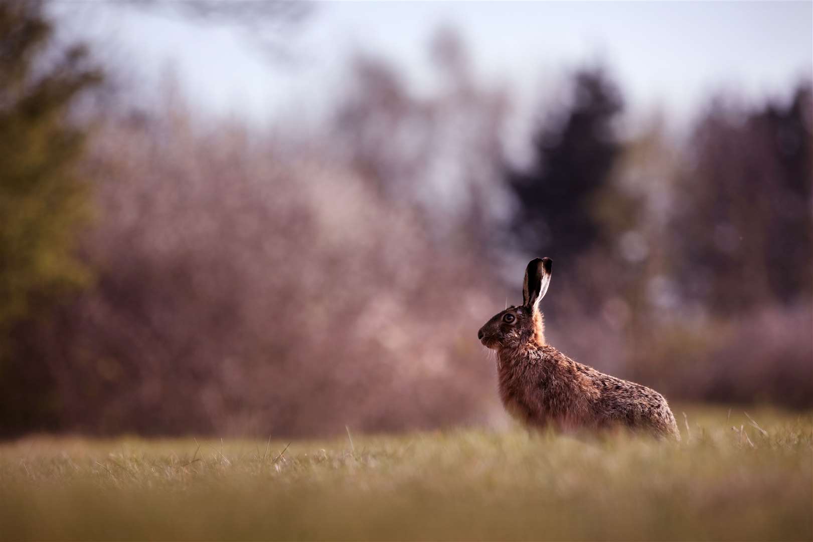 The March Hare, which is a symbol of Spring in pagan faiths, is the origin of the Easter bunny