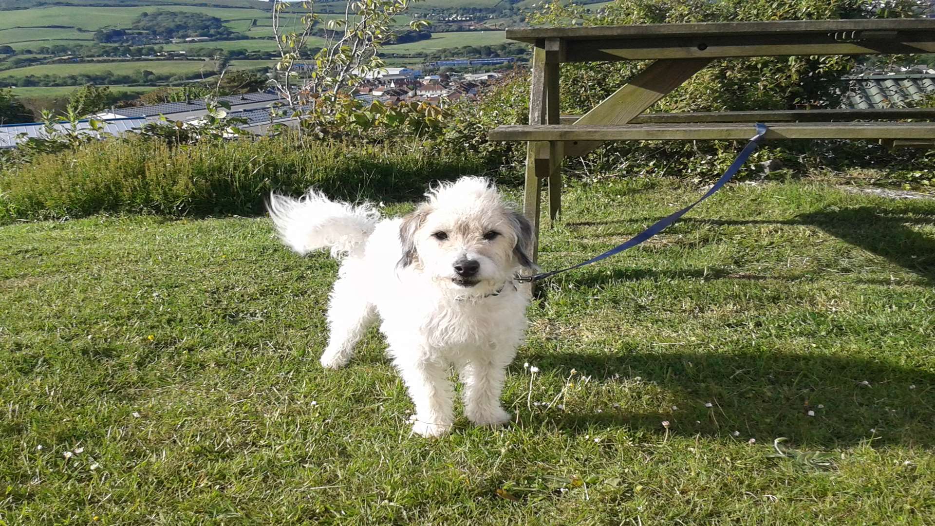 Frodo the jackadoodle will be appearing at Puccini La Boheme