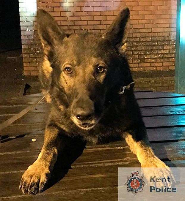 Police dog Orson. Picture: Kent Police
