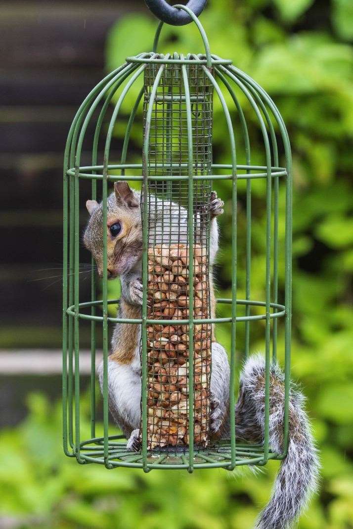 A squirrel stuck in a bird feeder. Picture: RSPCA