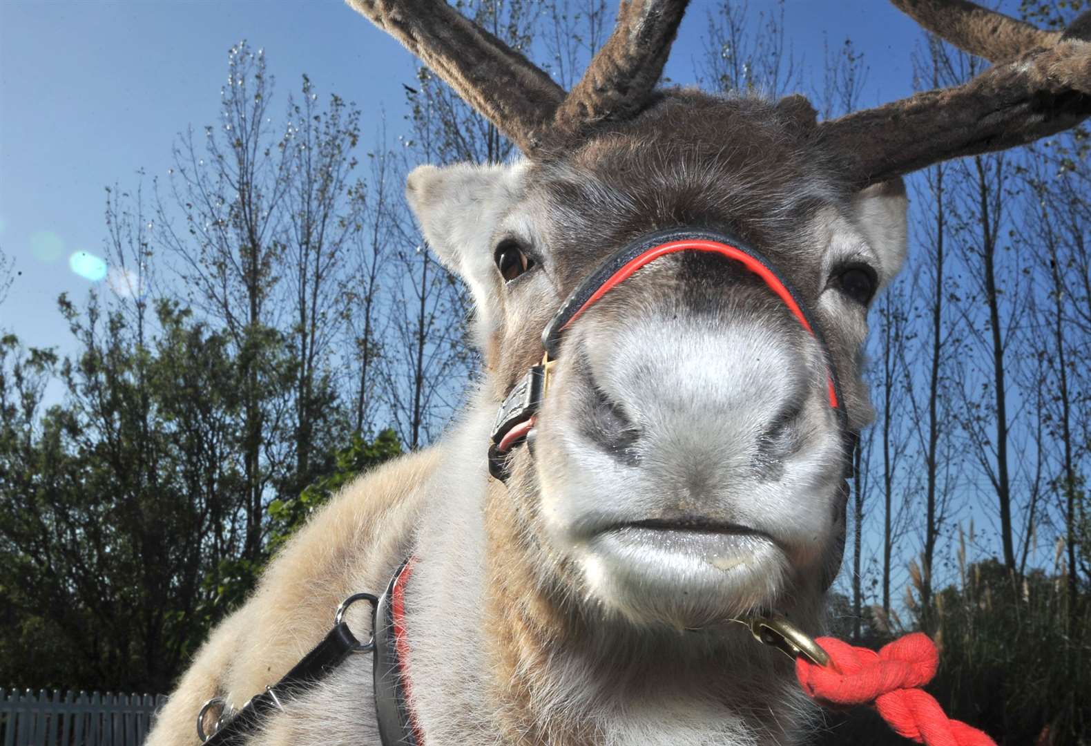 The Reindeer Centre has Christmas events